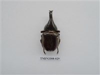 藏品(蘭嶼姬兜)的圖片